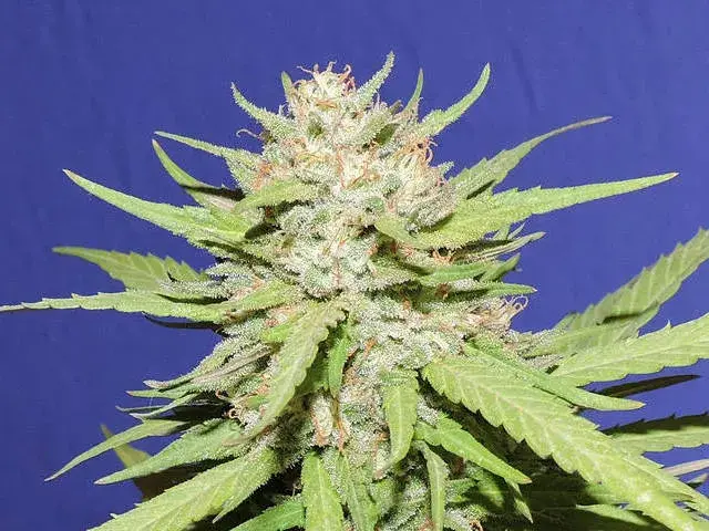 Wedding Cake Feminised Cannabis Seeds | Original Sensible Seeds