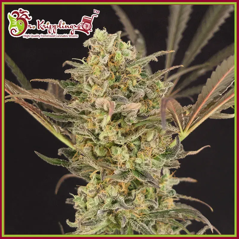 Wedding Flowers Feminised Cannabis Seeds – Dr Krippling