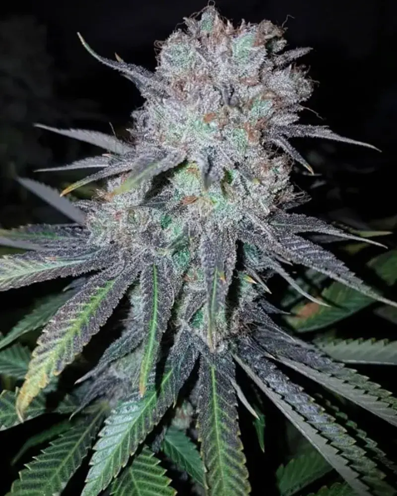 Wedding Cake Feminised | Concrete Jungle Seeds