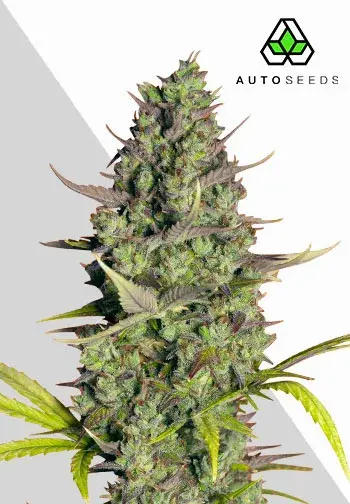 Wedding Cake Auto Cannabis Seeds | Auto Seeds.