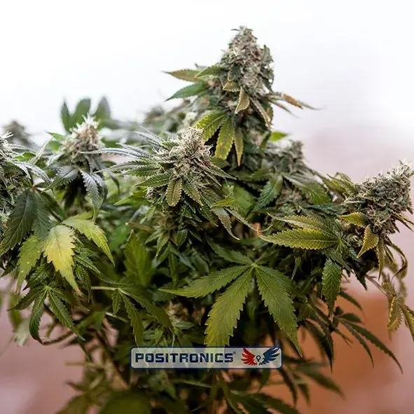 Wernard Express Feminised Cannabis Seeds | Positronics