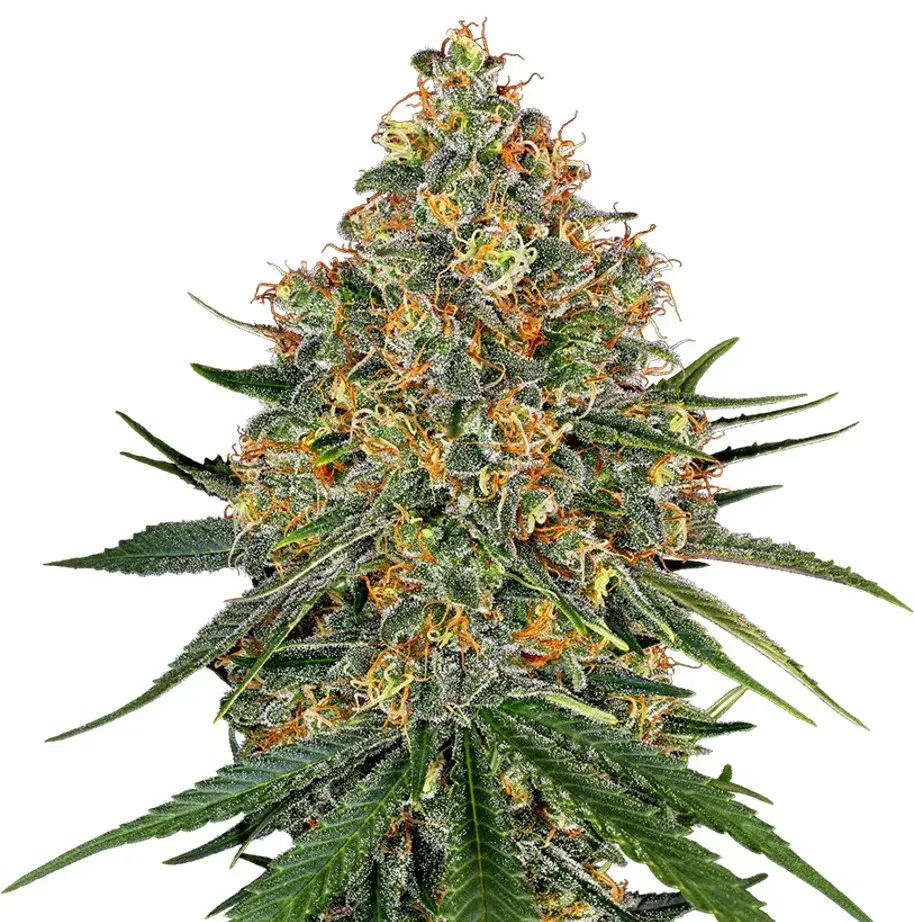 White Cheese Feminised Cannabis Seeds | White Label Seed Company