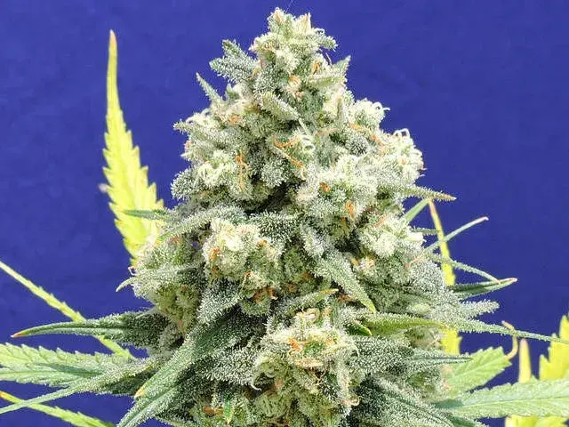 White Critical Feminised Cannabis Seeds | Original Sensible Seeds