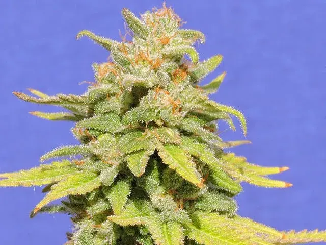 White Crystal Meth Auto Feminised Cannabis Seeds | Original Sensible Seeds