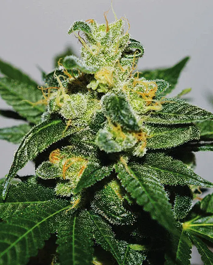 White Gold Feminised Cannabis Seeds | Expert Seeds