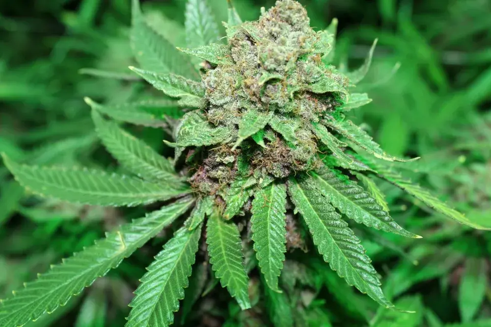 White Grapes Regular Cannabis Seeds | Purple Caper Seeds