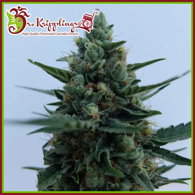 White Rush Auto Feminised Cannabis Seeds | Dr Krippling 