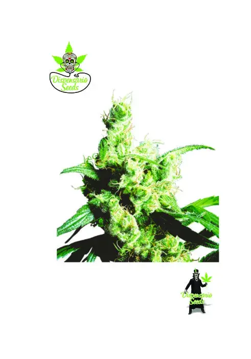 White Snow Feminised Cannabis Seeds | Dispensario Seeds
