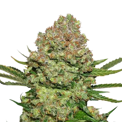 White Widow Feminised Cannabis Seeds | Seed Stockers