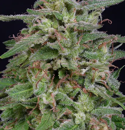 White Widow Feminised Cannabis Seeds | Big Head Seeds