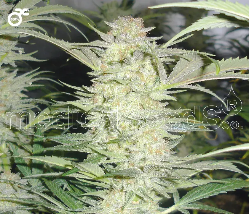 Old White Widow Feminised Cannabis Seeds | 710 Genetics Seeds