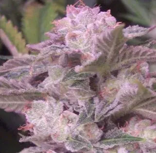 White Tiger Regular Cannabis Seeds | Hazeman Seeds