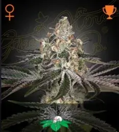 White Widow Feminised Cannabis Seeds | Green House Seeds