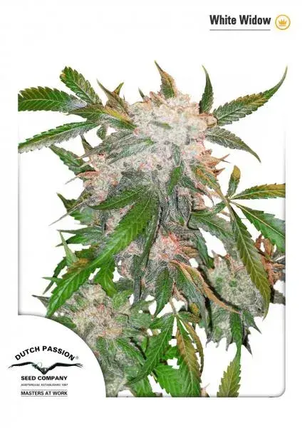 White Widow Feminised Cannabis Seeds | Dutch Passion 