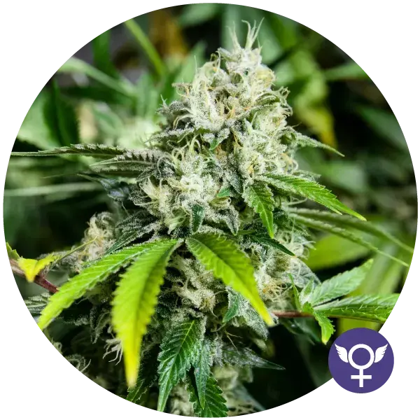 White Widow Extreme Feminised Cannabis Seeds | Bulldog Seeds