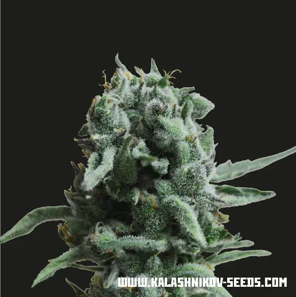 White Widow 47 Feminised Cannabis Seeds | Kalashnikov Seeds
