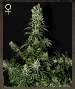 White Strawberry Skunk Feminised Cannabis Seeds | Strain Hunters