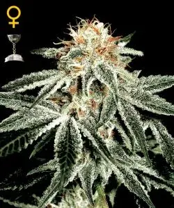 White Widow Regular Cannabis Seeds | Spliff Seeds
