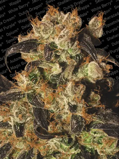 White Berry Feminised Cannabis Seeds | Paradise Seeds