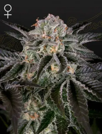 ​Wonder Pie Feminised Cannabis Seeds | Green House Seeds