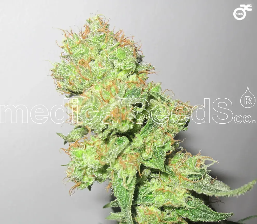 Y Griega CBD Feminised Cannabis Seeds
