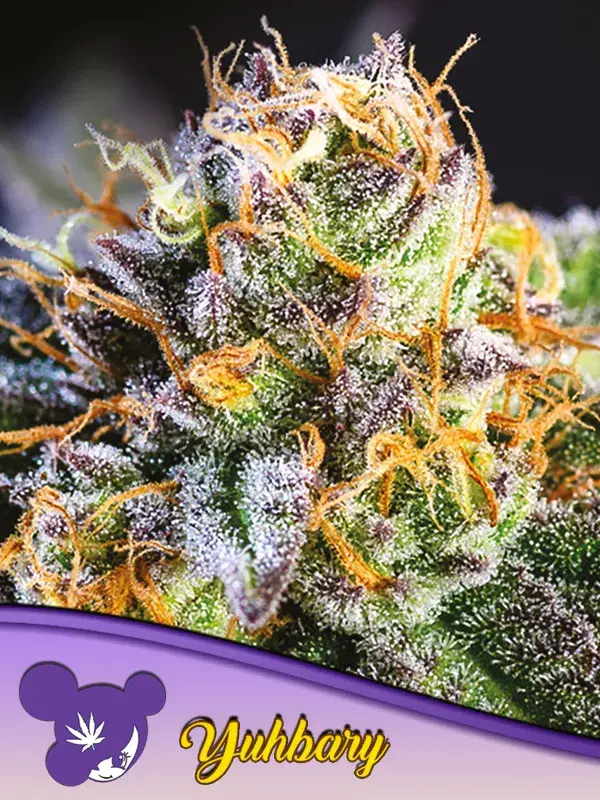 Yuhbary Feminised Cannabis Seeds - Anesia Seeds