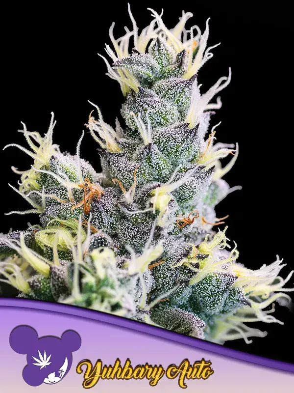 Yuhbary Auto Feminised Cannabis Seeds - Anesia Seeds