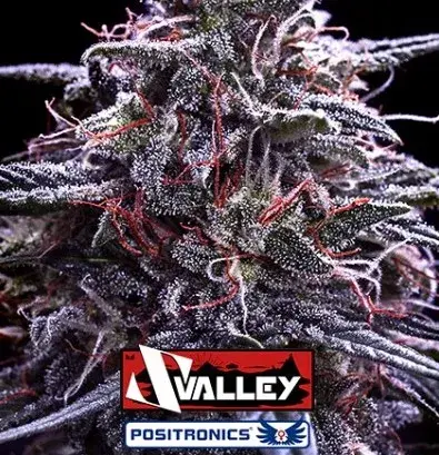 Z Valley Feminised Cannabis Seeds | Positronics