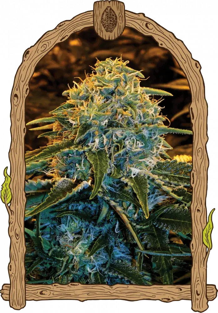 Z&Z Feminised Cannabis Seeds | Exotic Seeds