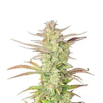 Z-UP Auto Feminised Cannabis Seeds | Fast Buds.