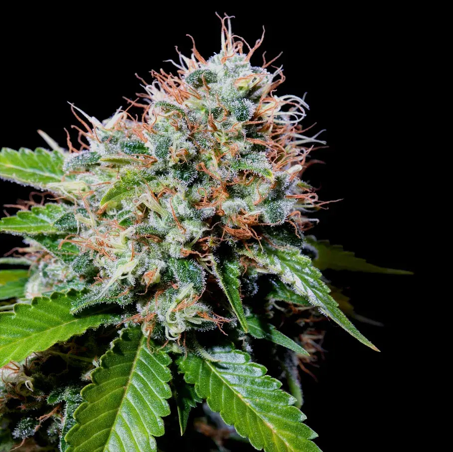 Zuri Widow Feminised Cannabis Seeds