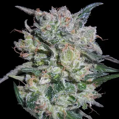 Zamaldelica x Kali China Feminised Cannabis Seeds | Ace Seeds