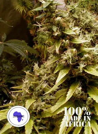 Zim-Licious Regular Cannabis Seeds | Seeds of Africa