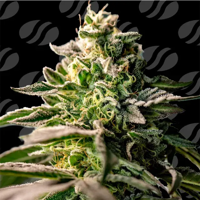 Zingatsu Feminised Cannabis Seeds | Original Sensible Seeds.