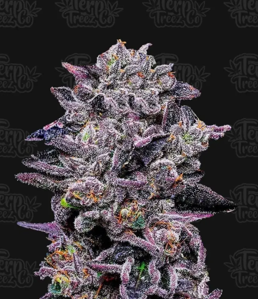 Zinnamon Milk Feminised Cannabis Seeds - Terp Treez