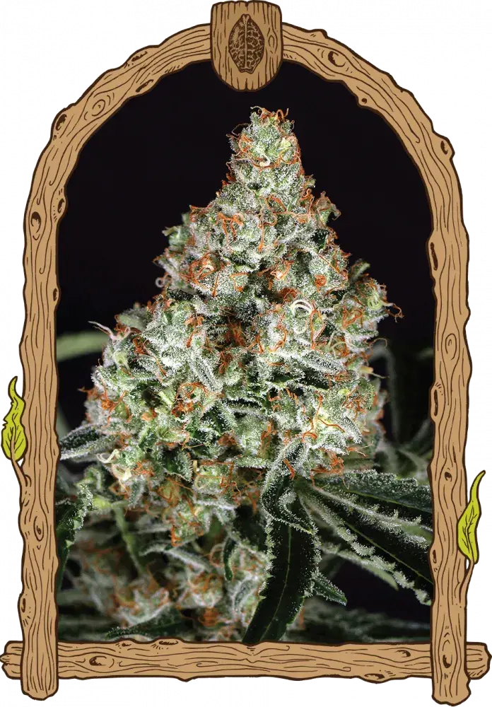 Zkittalicious Feminised Cannabis Seeds | Exotic Seeds