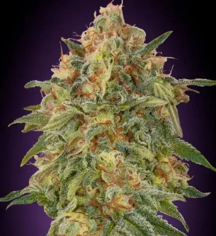 Zkittlez Feminised Cannabis Seeds | Advanced Seeds 