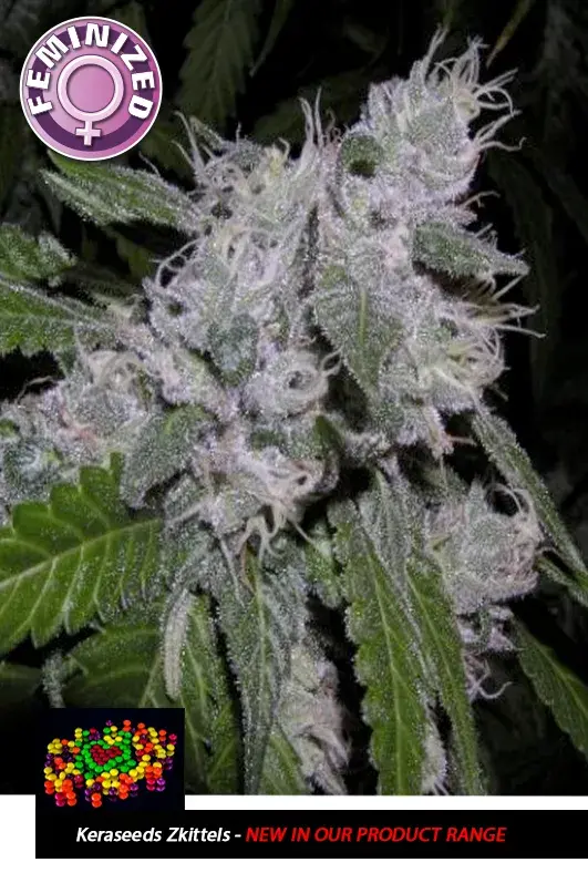 Zkittlez Feminised Cannabis Seeds | Kera Seeds