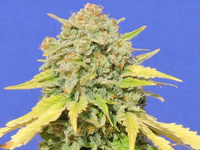 Zkittlez Feminised Cannabis Seeds | Original Sensible Seeds