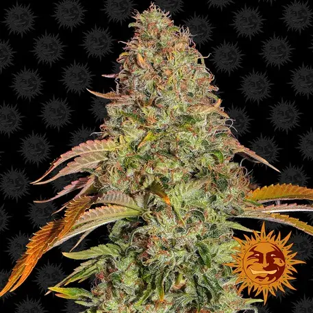 White Widow XXL Auto Feminised Cannabis Seeds | Barney's Farm