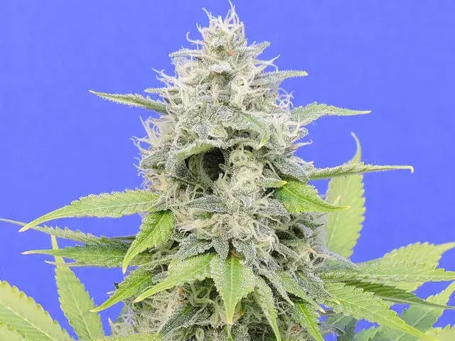 Zkittzy Gorilla Feminised Cannabis Seeds | Original Sensible Seeds