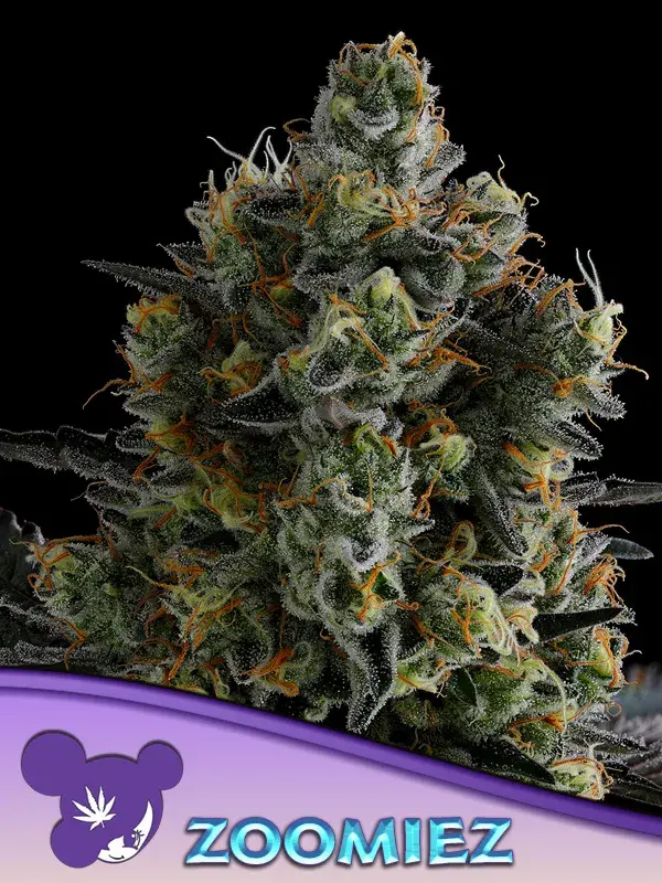 Zoomiez Feminised Cannabis Seeds - Anesia Seeds