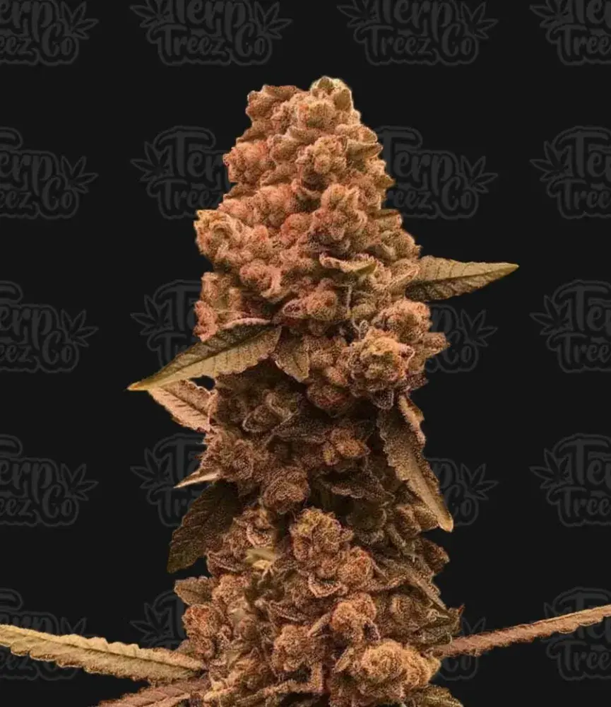 Ztrawberry Fizz Feminised Cannabis Seeds - Terp Treez