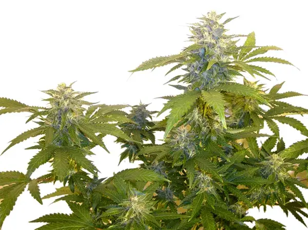 Bonkers Regular Cannabis Seeds | Next Generation Seeds