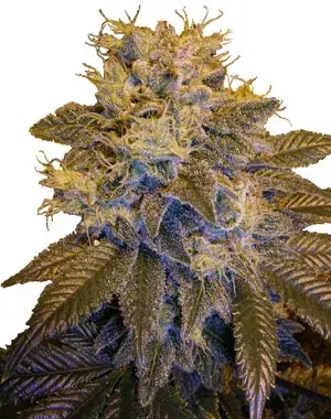 Grapefruit Kush Regular Cannabis Seeds | Next Generation Seeds 