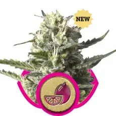 Lemon Shining Silver Haze Feminised Cannabis Seeds | Royal Queen Seeds