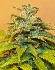 NG69 Feminised Cannabis Seeds | Next Generation Seeds