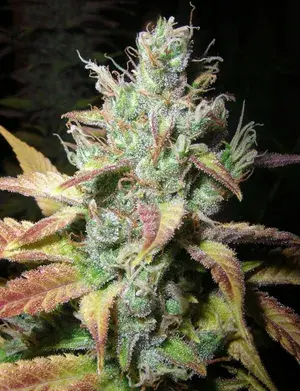 Romulan Diesel Feminised Cannabis Seeds | Next Generation Seeds