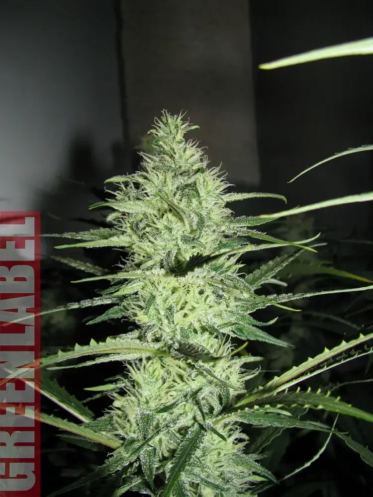 Ace Silver Haze (Formerly Super Silver Haze) Feminised Cannabis Seeds | GreenLabel Seeds