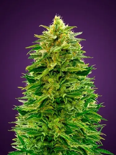 Auto Amnesia Feminised Cannabis Seeds | Advanced Seeds 